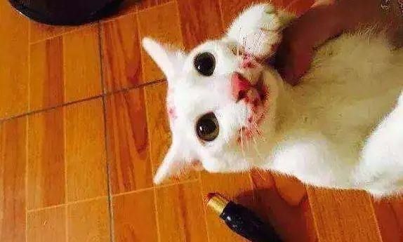  「拆家」这只猫拆家简直六亲不认，这么可爱的猫咪你要带走吗