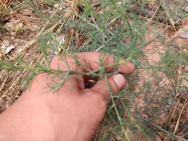 农村种植谚语，“猪来收，马来贱，灰菜窝里吃饱饭”，什么意思？