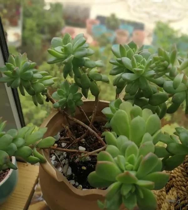  浇水■老妈把多肉养成“菜”!有一种亲妈,你不让她浇水,她偏要浇!