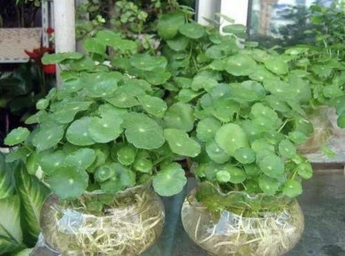  【喝水】喜欢“喝水”的3种花，每隔2天灌“1杯水”，枝叶绿油油、繁殖快