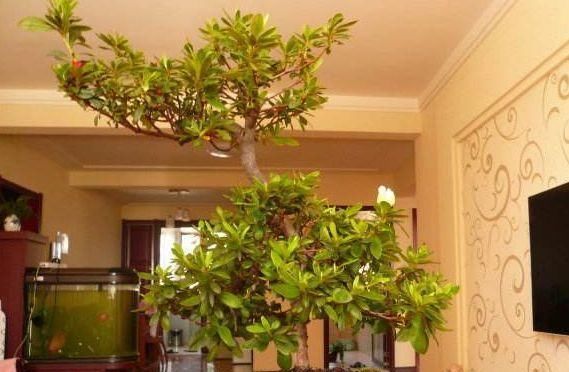  『栀子花』在家养盆景，用“3种植物”最好，3年就能养成，比一般盆景更美
