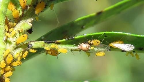  「毒植物」专门祸害夹竹桃的蚜虫，不怕毒液的害虫