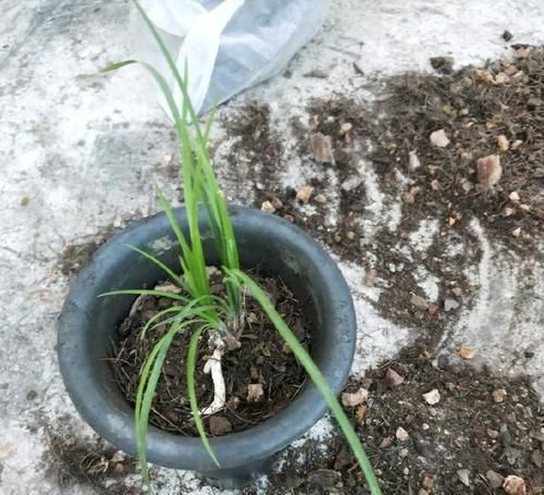  【盆土】兰花看着不爽，那就分苗分盆吧，一盆变三盆，盆土消毒方式一绝