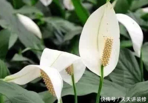  「蟹爪兰」适合养在卧室的4种植物，净化空气去异味，第三种还能帮助睡眠！