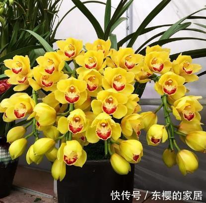 #适合#最适合新手养的4种花,一年四季花开不停,花开枝繁叶茂