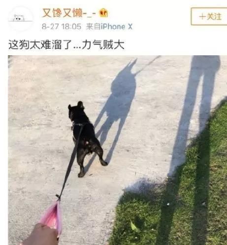 百万粉丝女网红遛狗不栓绳，还殴打8个月孕妇，真的好可怕!