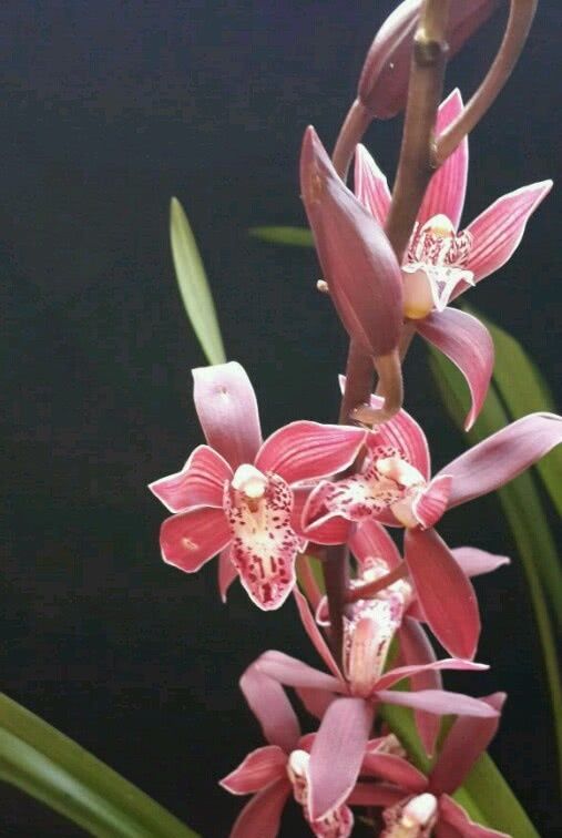  『紫霞仙女』花期最长的兰花，开花几个月，花开“香飘十里”，好养易活物美价廉！