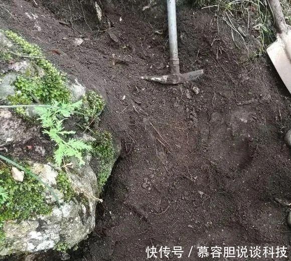 『松针土』春天挖这3种土养花,透气不烂根,养啥花都旺