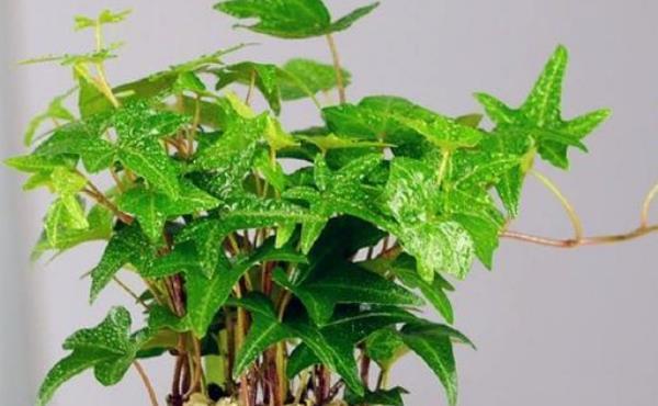  「吸毒」这3种吸毒植物，适合摆在卧室，尤其是老人和小孩，越来越健康！