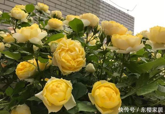 「只养」只养这1种花,就能打造绝美花园和阳台!月季品种和养护要点!