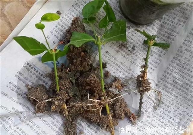  『执着的花盲』养花技巧：这5种花现在扦插，下个月就开花，千万别错过时机！