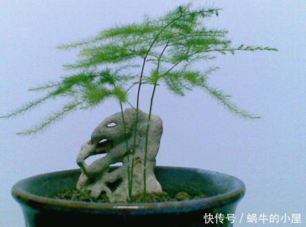 摆放|家养文竹摆放有讲究,这3个地方位置绝佳,叶子长的又嫩又绿