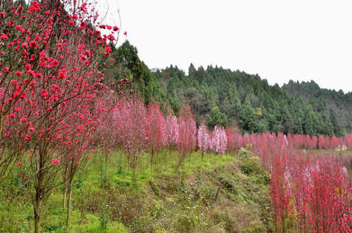  「紧追」四川最受期望的一座城市，已经超越宜宾，在紧追绵阳，
