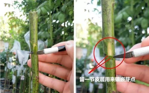  [生活]40岁之前，赚钱养家，40岁之后，种菜养花！
