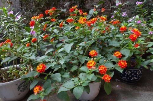  有花赏@家庭养花选它，漂亮又好养，全年有花赏，是家庭盆栽佳品！
