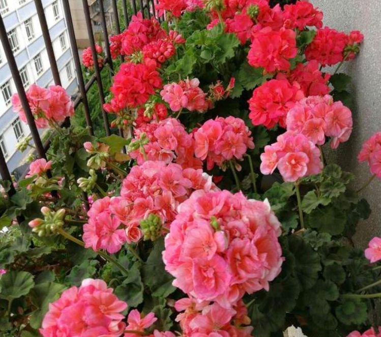 『花色』喜欢在家中养护花卉,就选5种花色绚丽多样,花期长的花卉,优雅