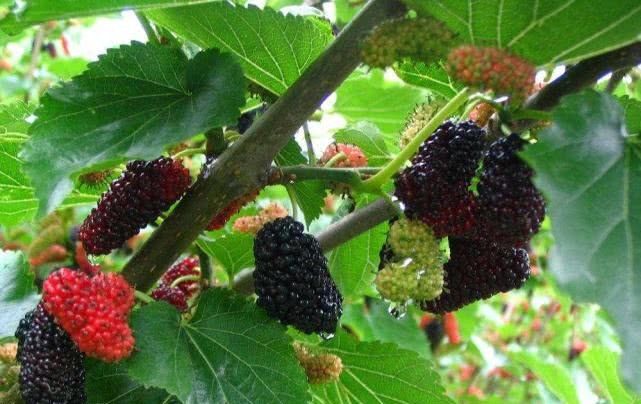  「果王」适合盆栽种植在阳台的水果,被称为“第三代果王”,四季都能结果