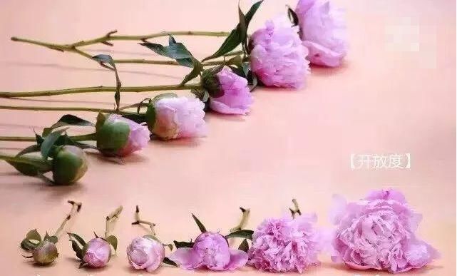  保鲜剂@“五月花神”就要开花啦！现在是最佳观赏期，一年就等这半个月！