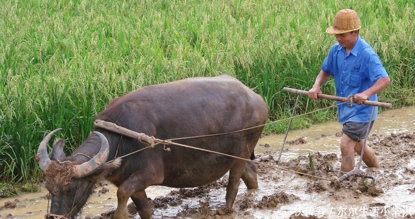  收益：农村这4个创业项目，投资小收益大，农民朋友不妨考虑一下