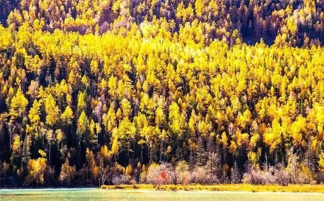 最美的秋天在路上！中国勾魂的秋景就在北疆，惊艳的让人失眠