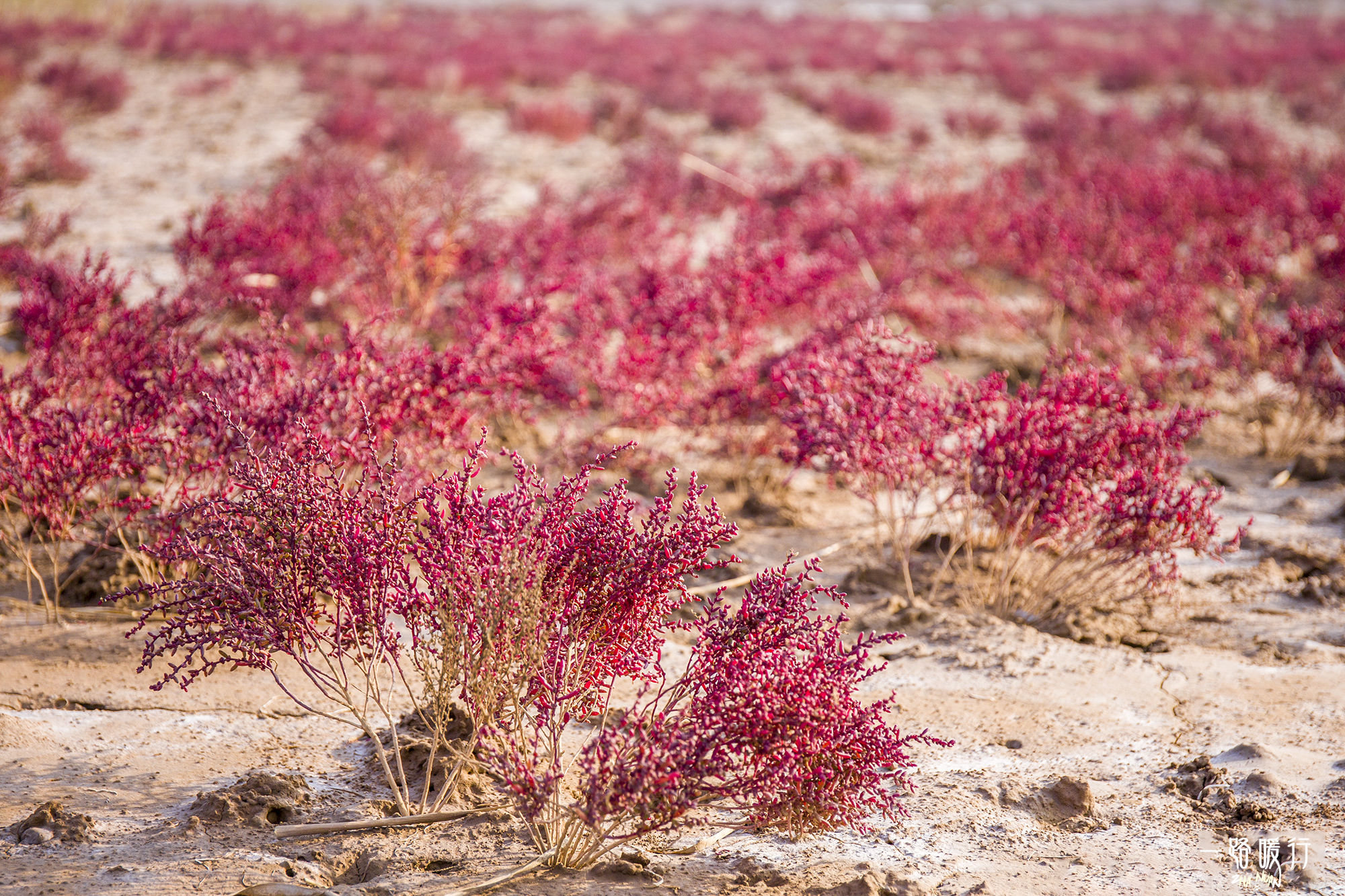 东营丨走过沧海桑田，终是在芦花飞雪的秋日遇见你