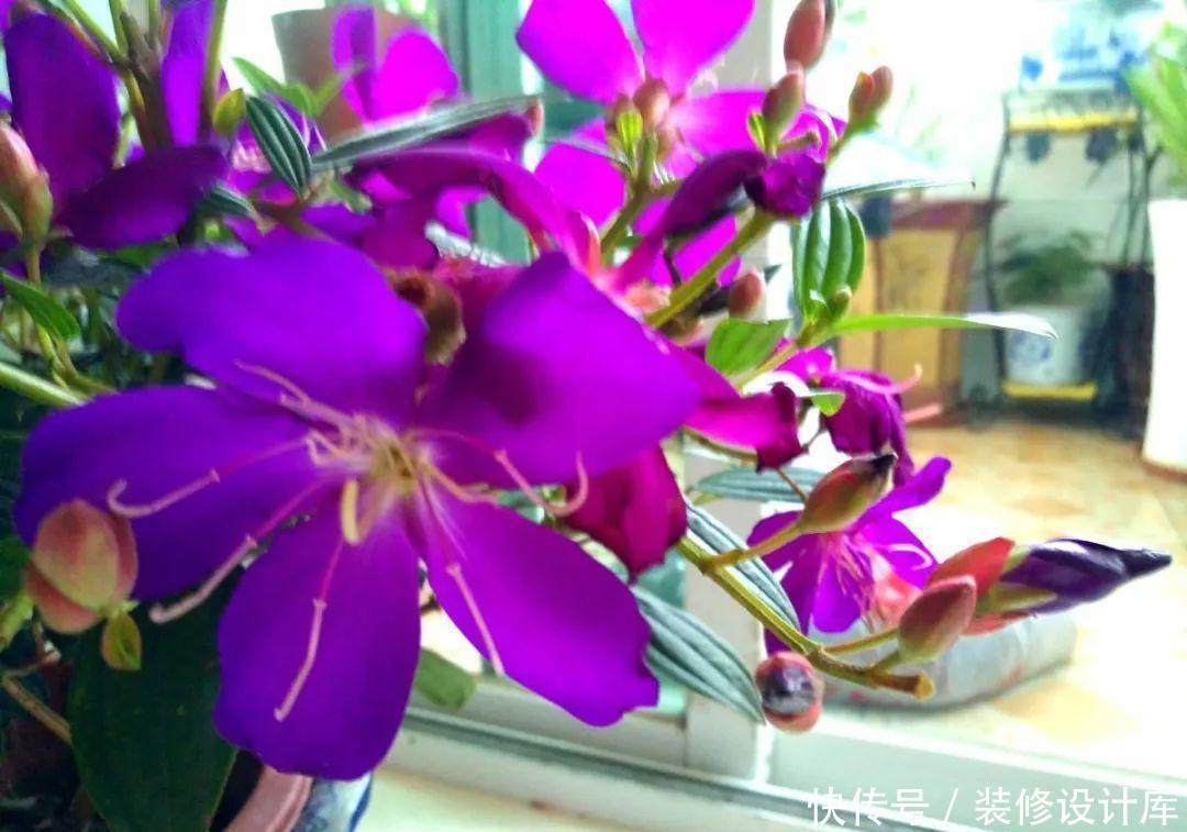  #稀罕#5种花真稀罕，叶子越晒越红彤彤，一盆能开20朵！