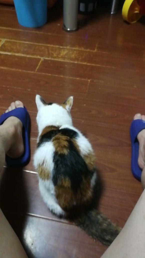 十一岁的猫咪因肾衰竭被安乐死,它依然很乖巧