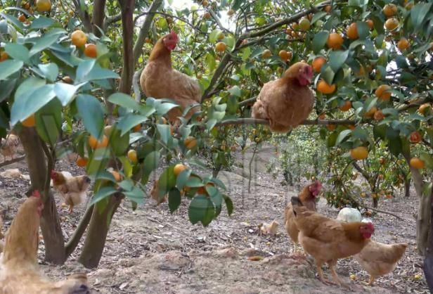  「林下」几年前很火的“林下养鸡”为何无人问津了？有啥坏处吗？答案来了