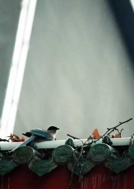  心灵后花园|他是中国历史上最文艺的皇帝，字画双绝，连造的园林都美传千古