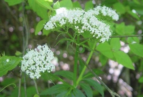  「值钱」山沟里见到“1种草”，挖1斤根茎出来，晾干后能卖“8元”，值钱