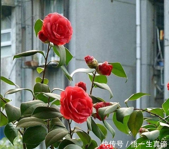  『开花』茶花掉叶怎么办3个“方法”，叶片浓绿，花蕾更多，开花满枝