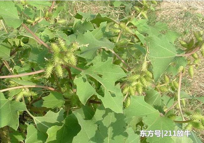 曾是农民痛恨的害草，农村娃拿它当玩具，如今一斤18元很稀罕