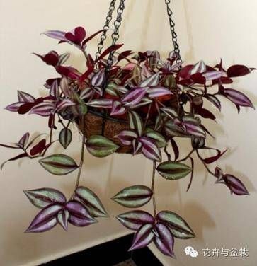  『适合』这些耐阴的室内植物，你家养了几种？