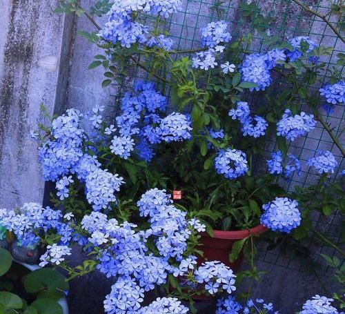  [花开]阳台养盆蓝雪花，开花一波接一波，扎成花墙棒棒糖，花开都泛滥