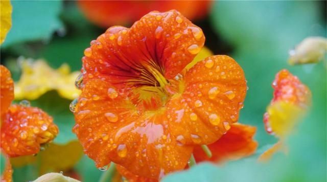  『颜值』现在种棵旱金莲，花香还好吃，颜值还高！