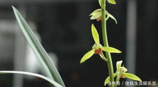  春兰和蕙：兰花鉴别｜春兰、蕙兰傻傻分不清，教您一招，轻松识别
