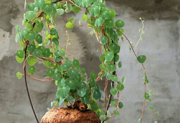  【地上】山里这种植物，根长在地上叫做地不容，常被人视为杂草