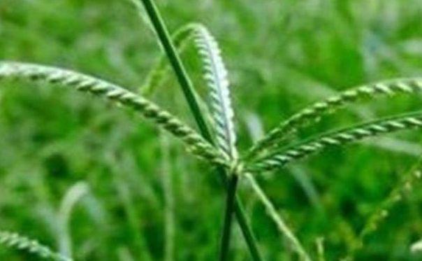 农村人''恨之入骨''的一种野草，竟然秒杀板蓝根，你认识吗？