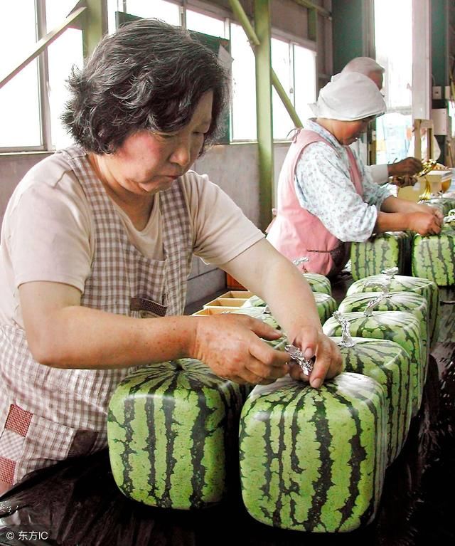 中国一年吃掉全球7成西瓜?还只会冰着吃?今夏