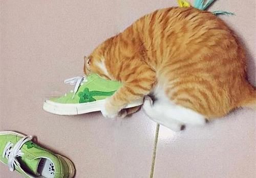  【橘猫】铲屎官买了双新球鞋，刚想穿出门，橘猫却把头塞进了鞋子里