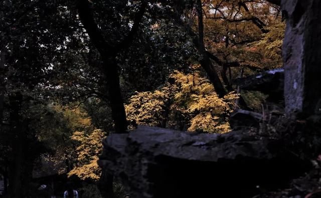 大觉寺|除了“千年银杏”，这里的猫似乎更出名