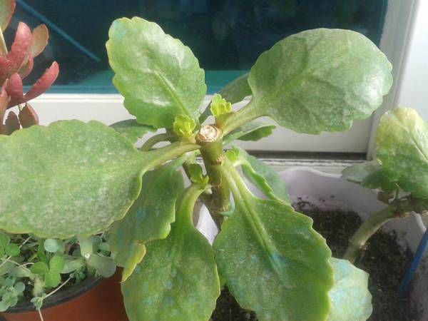  【剪枝】长寿花蟹爪兰开花后要“狠心”！这时来一刀，还能接着开！