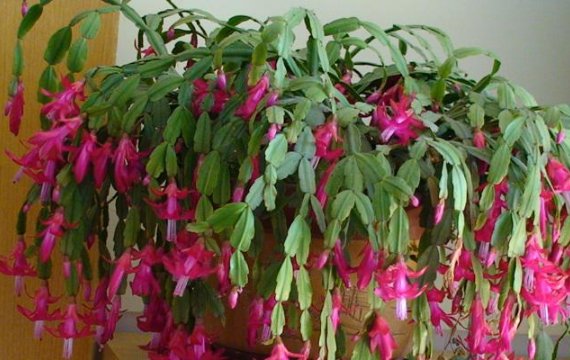  「新扦插」夏季，4个“时间”别施肥，不然别说开花，能活下来就不错！