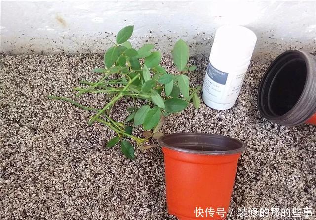 『执着的花盲』养花技巧:这5种花现在扦插,下个月就开花,千万别错过时机!