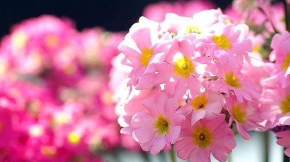 【不见】报春花盆栽得了斑点病和黄叶病,学会这四个办法,黄叶病斑都不见