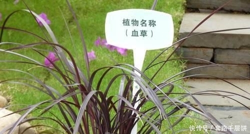 \"l1\": \"不要再送花束了,换个百搭的花盒吧\"这东西,人称“血草”,名字吓人却是一“宝”,野外遇见,请珍惜
