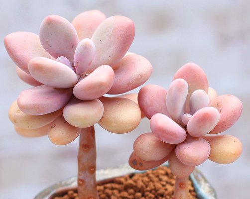  『试试』桃蛋怎么养才能出状态？试试4个养护法，完美逆袭“小仙女”