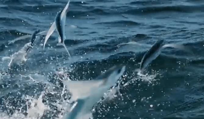 「鸟类」这种鱼飞行速度高达每秒10米,能够飞行400米,它会进化成鸟类吗