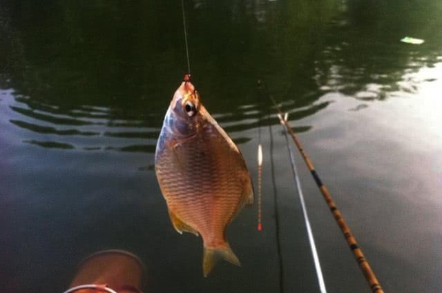  #经验#多年垂钓经验，总结来的钓鱼心得，感兴趣的钓友看过来