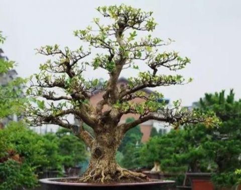 想靠盆栽致富，首先要了解哪些盆景树种成活率更高，来学习一下吧